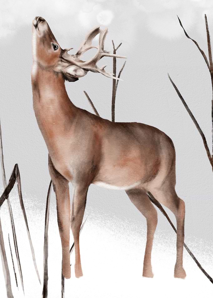 Deer