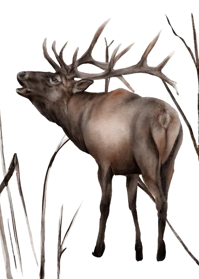 Snow Deer
