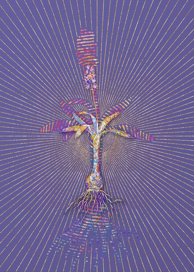 Scilla Lingulata Mosaic