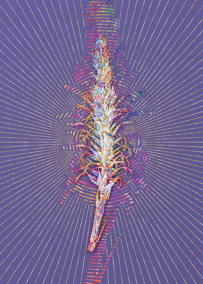 Pitcairnia Latifolia