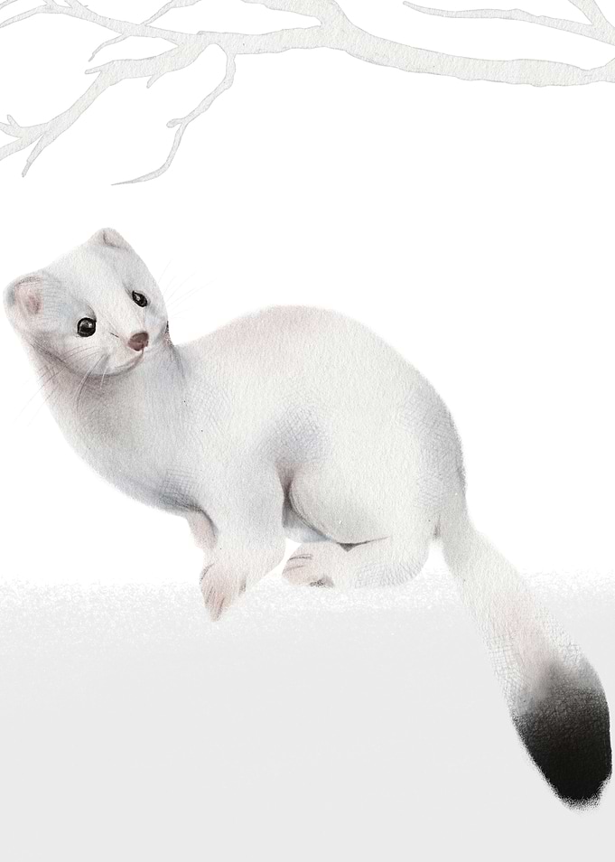 Weasel