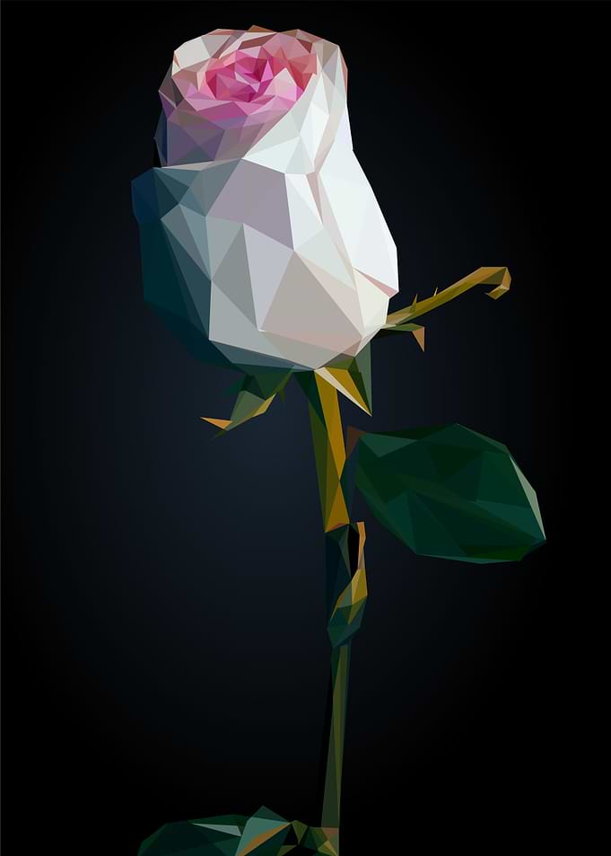 pink rose flower