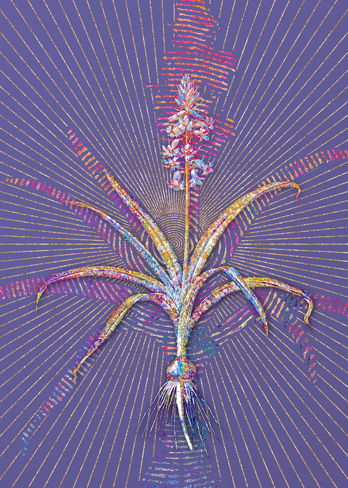Scilla Patula Mosaic