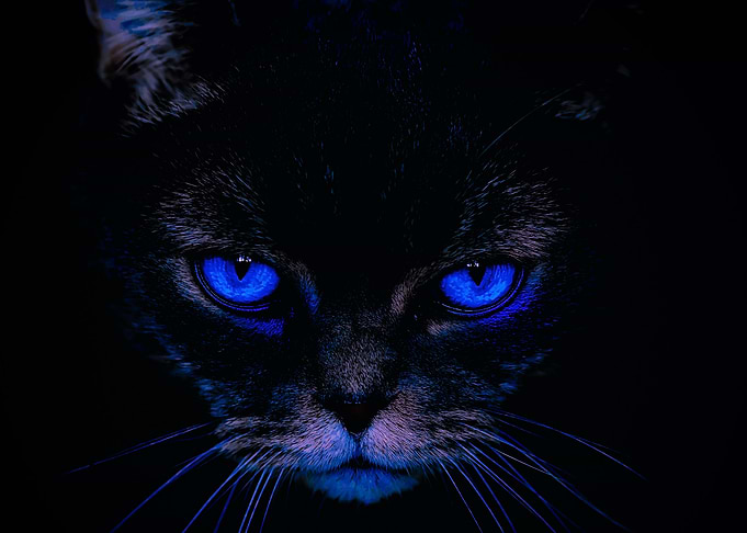 Cat Portrait