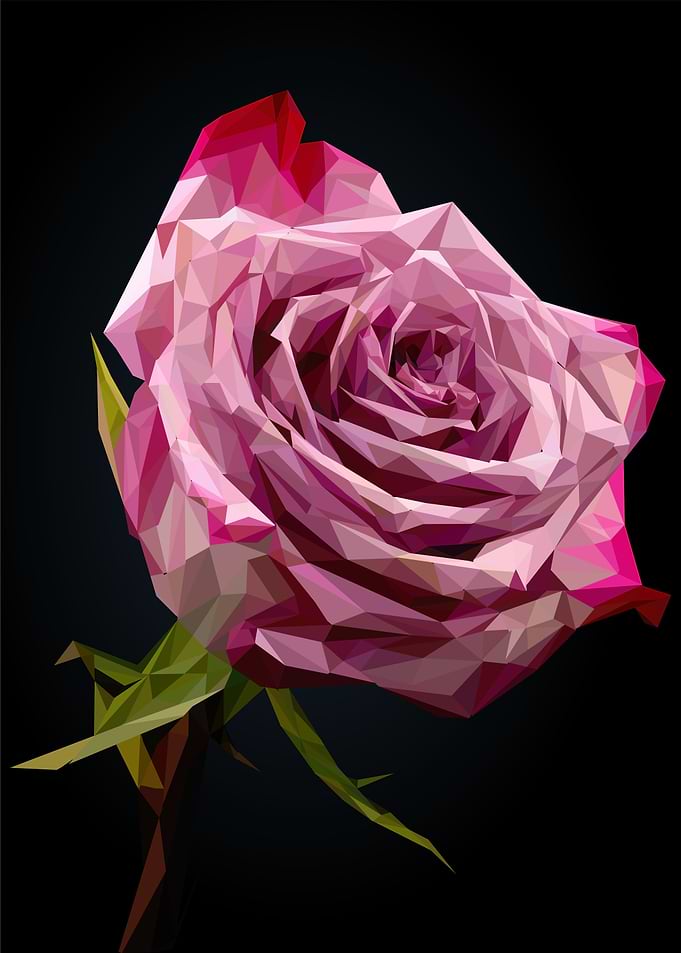 rose flower