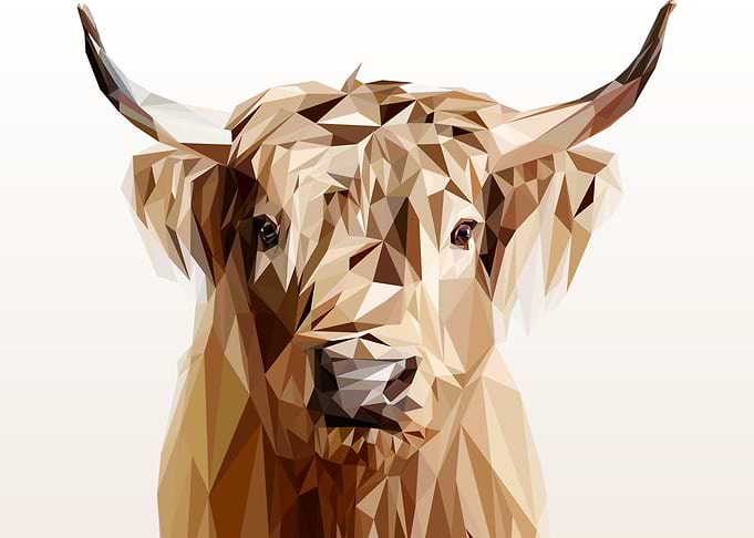 buffalo