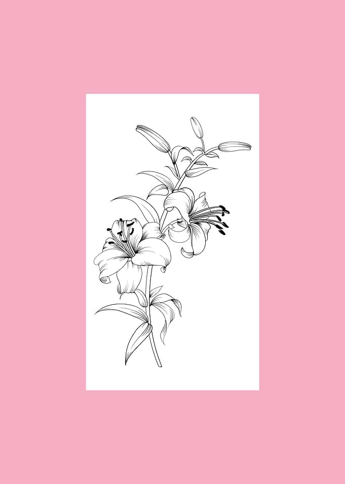 Lily Flower