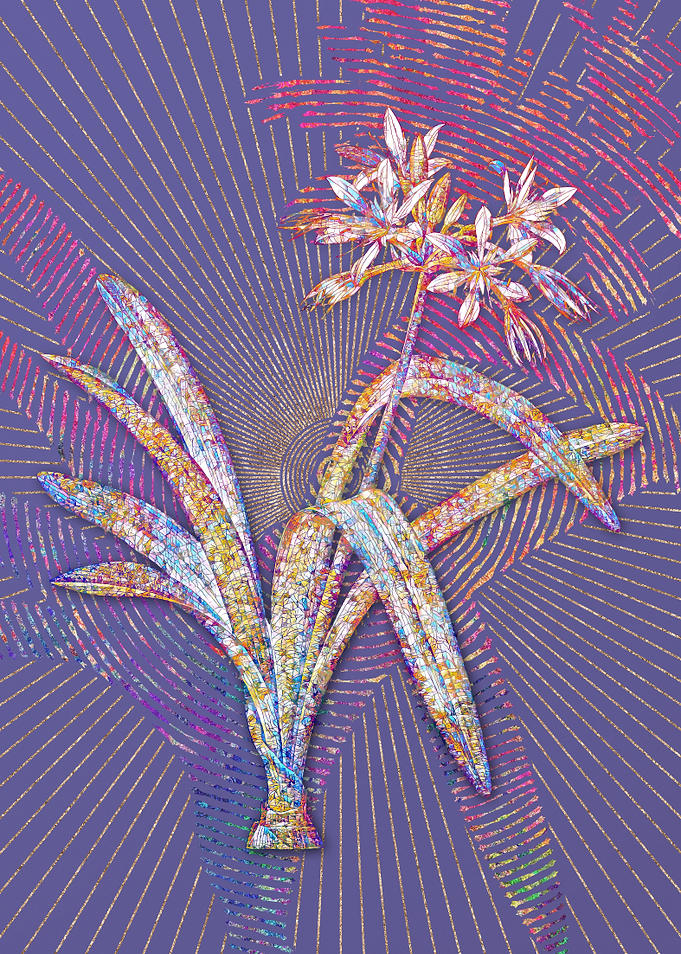Pancratium Illyricum