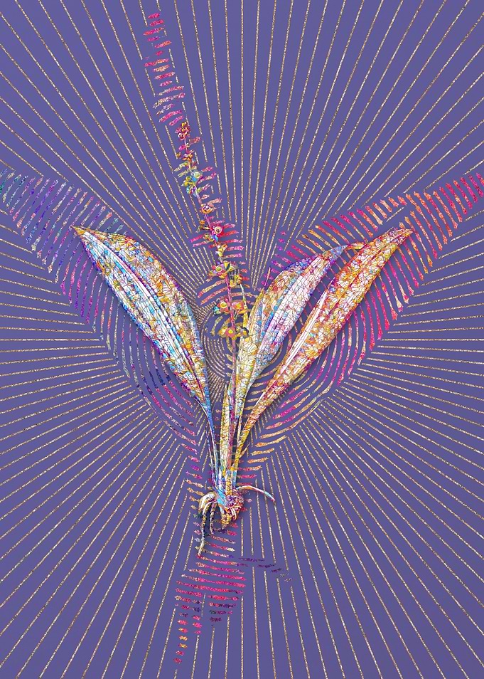 Peliosanthes Teta Mosaic