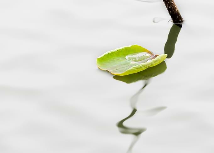 Residual Lotus