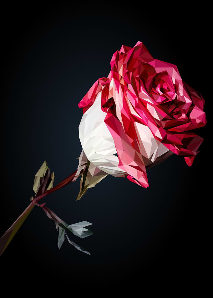 rose flower