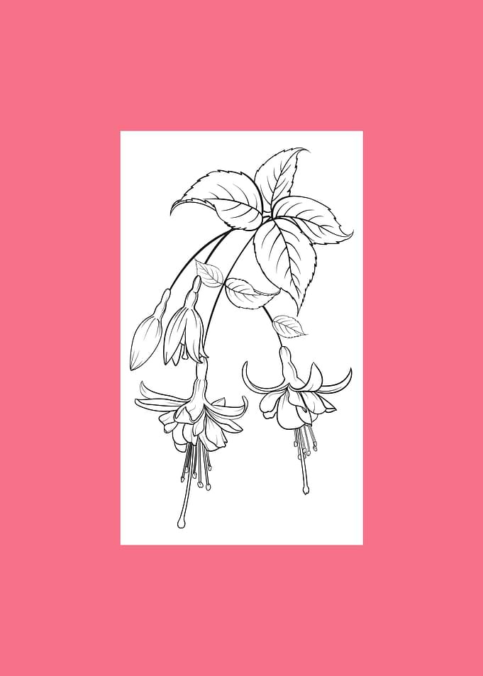 Fuchsia Flower