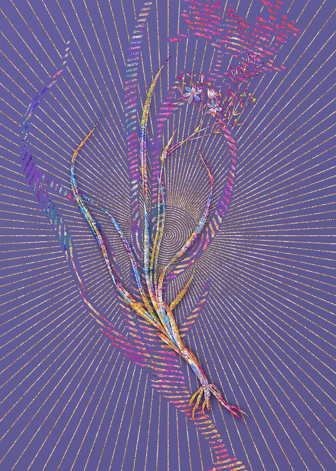 Phalangium Bicolor Mosaic