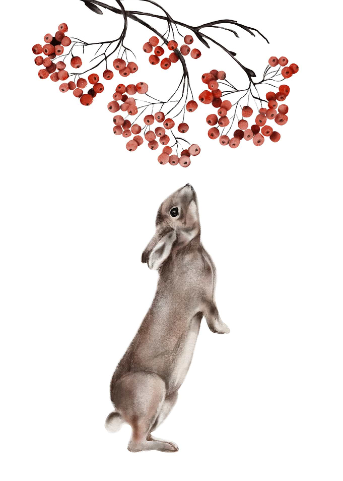 Rabbit