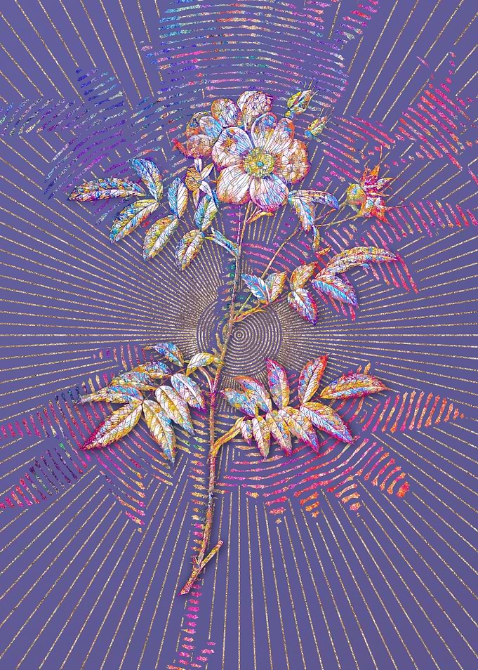 Rosa Redutea Glauca Mosaic