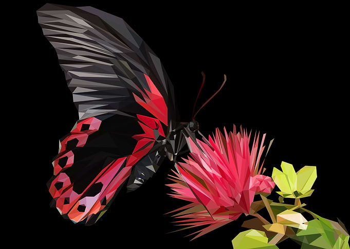 beautiful butterfly