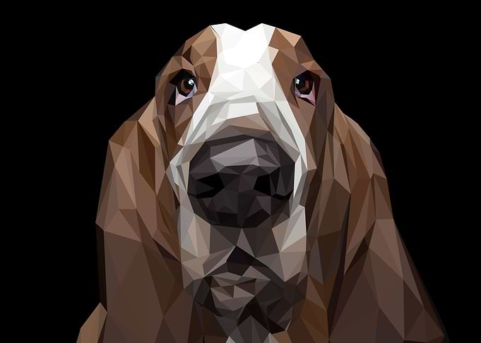 cute dog