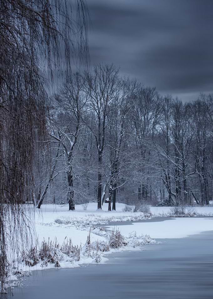 Winter trees in the park