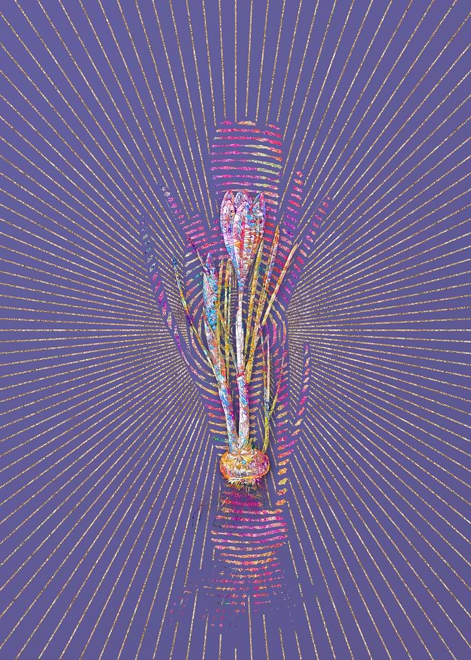 Spring Crocus 2 Mosaic