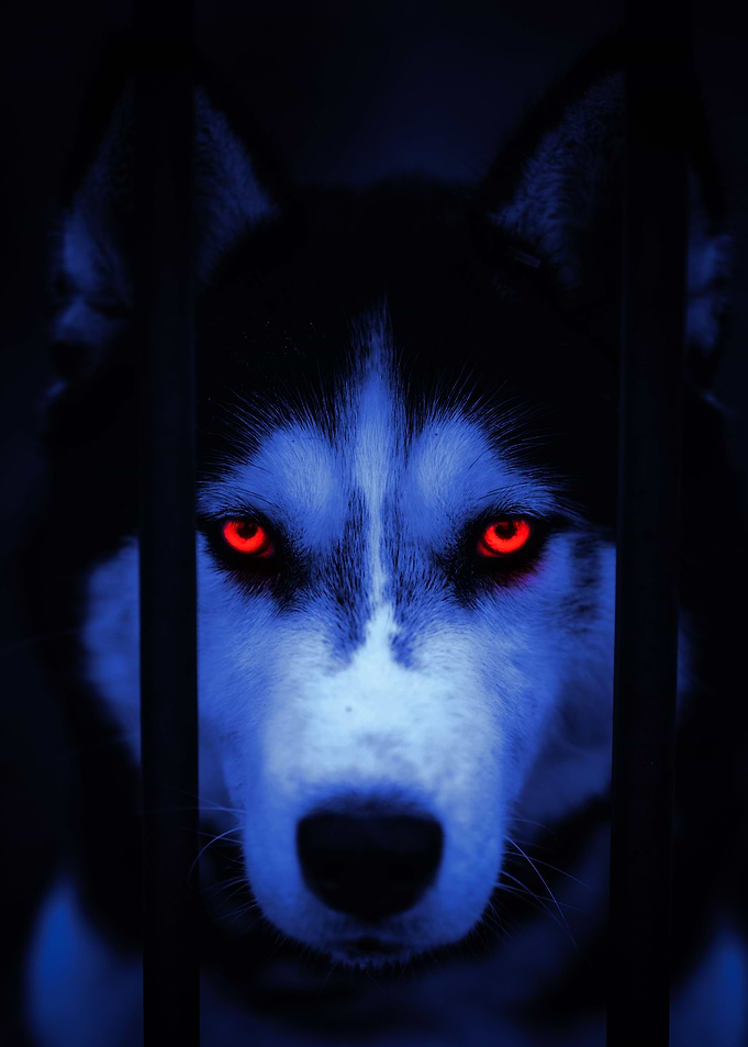 Wolf Portrait