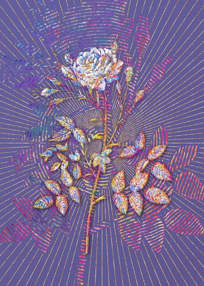 White Rose of Rosenberg
