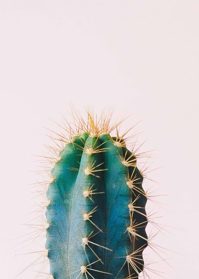 Cactus Flower