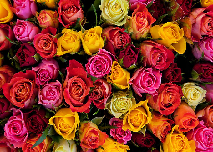 Colorful Roses Flowers