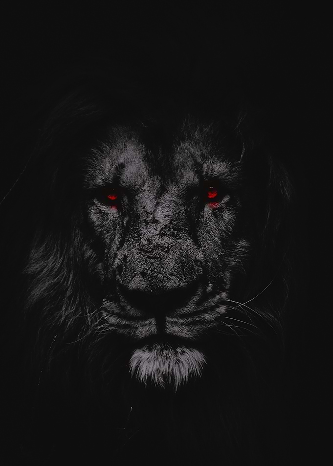 Lion Portrait