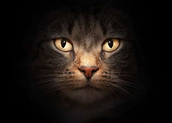 Cat Animal