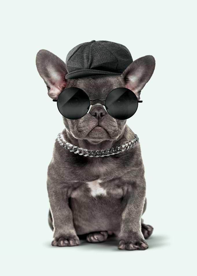 Fashion Dog