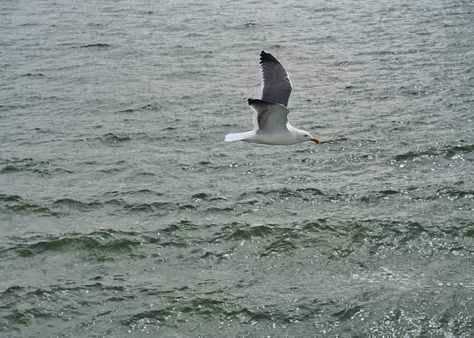 Bird