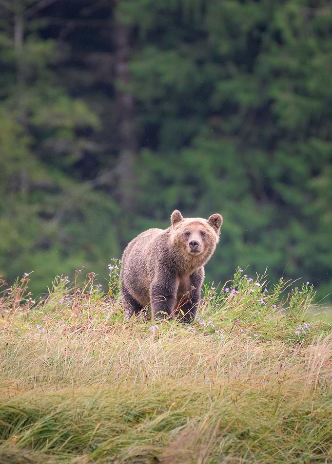 Grizzly