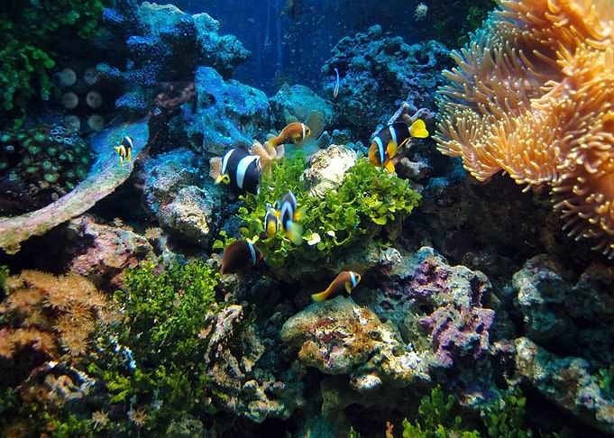 Underwater World Fishes