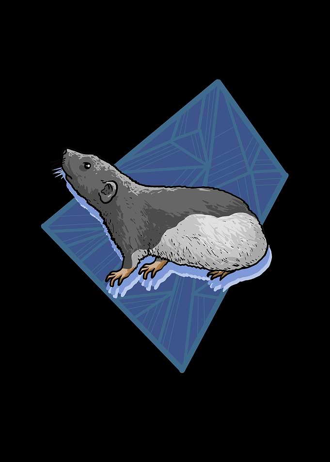 Rat on blue rectangle