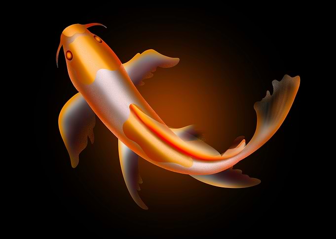 Gold Koi Fish