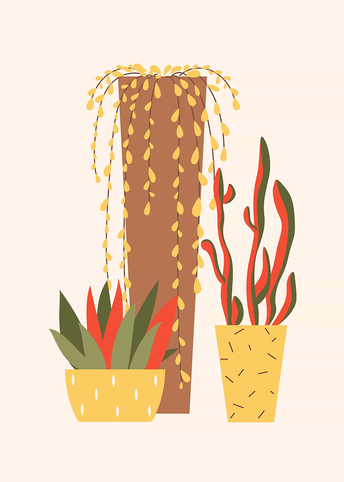Succulents plant hanging