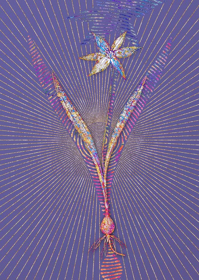 Tulipa Celsiana Mosaic