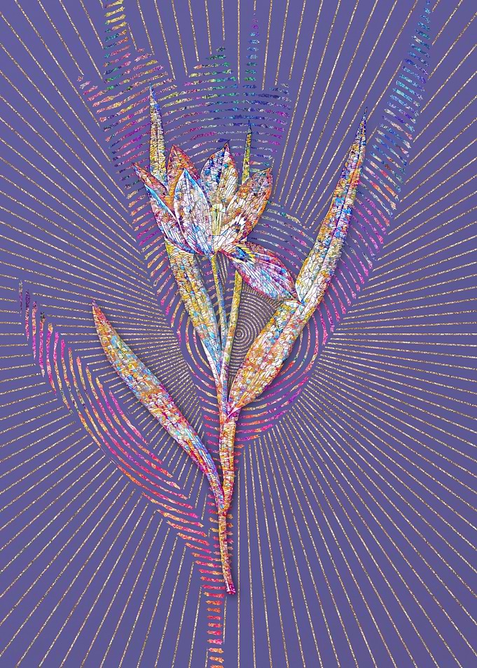 Tulipa Oculus Colis Mosaic