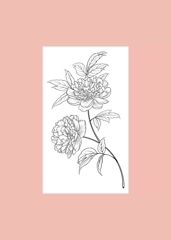 Peony Flower