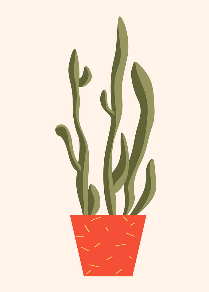 Succulent Cactus Plant