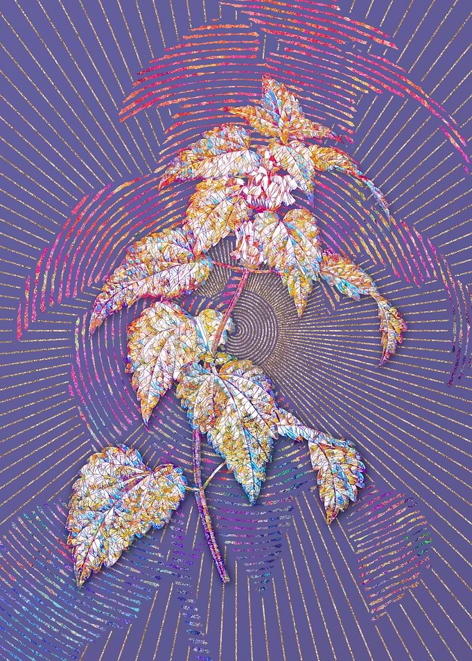 White Dead Nettle Plant
