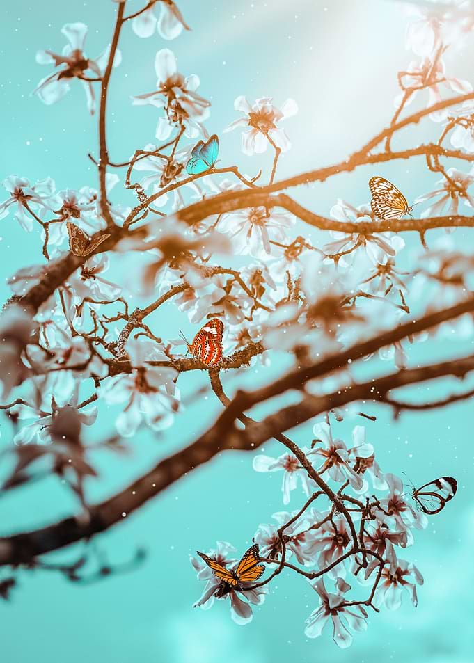 Butterflies and cherry