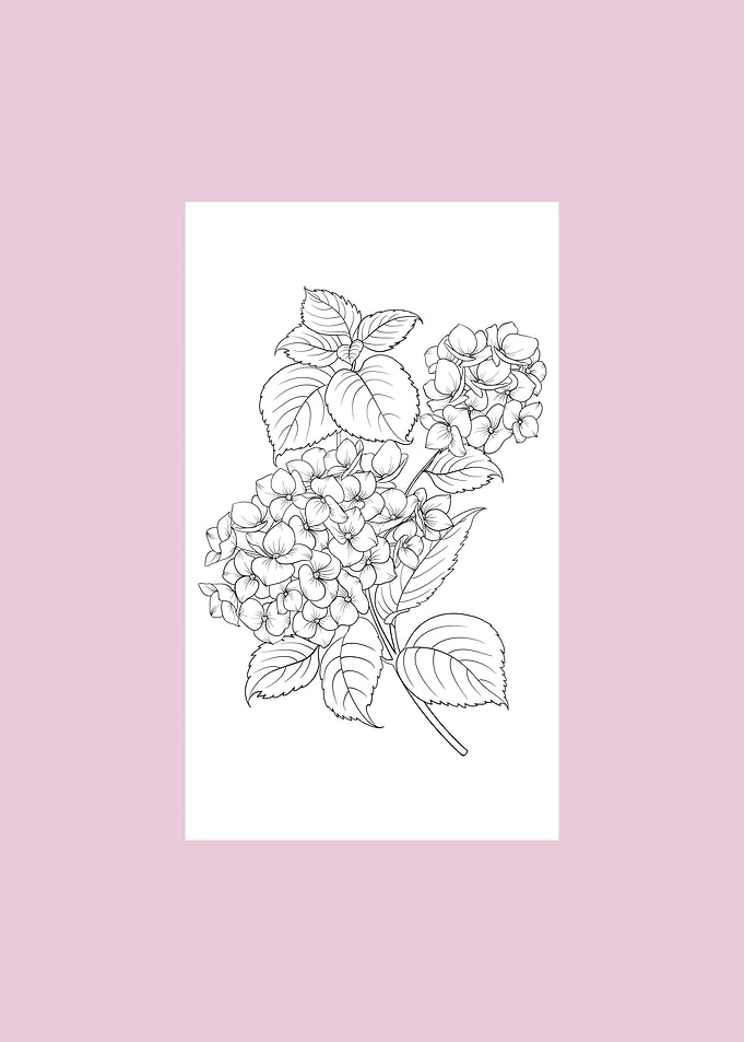 Hydrangea Flower
