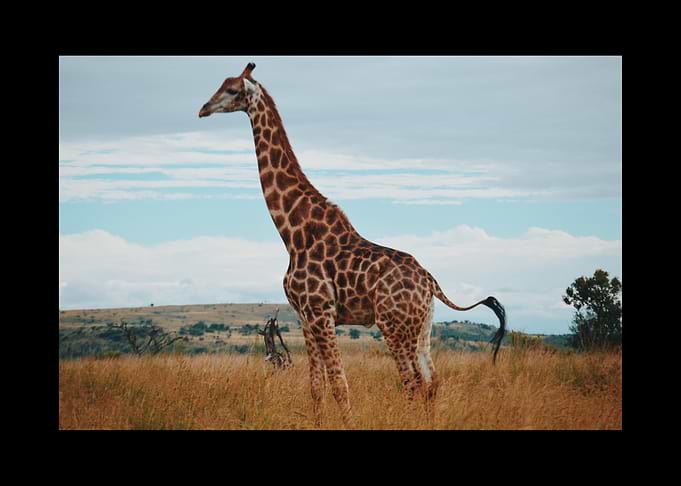 Giraffe