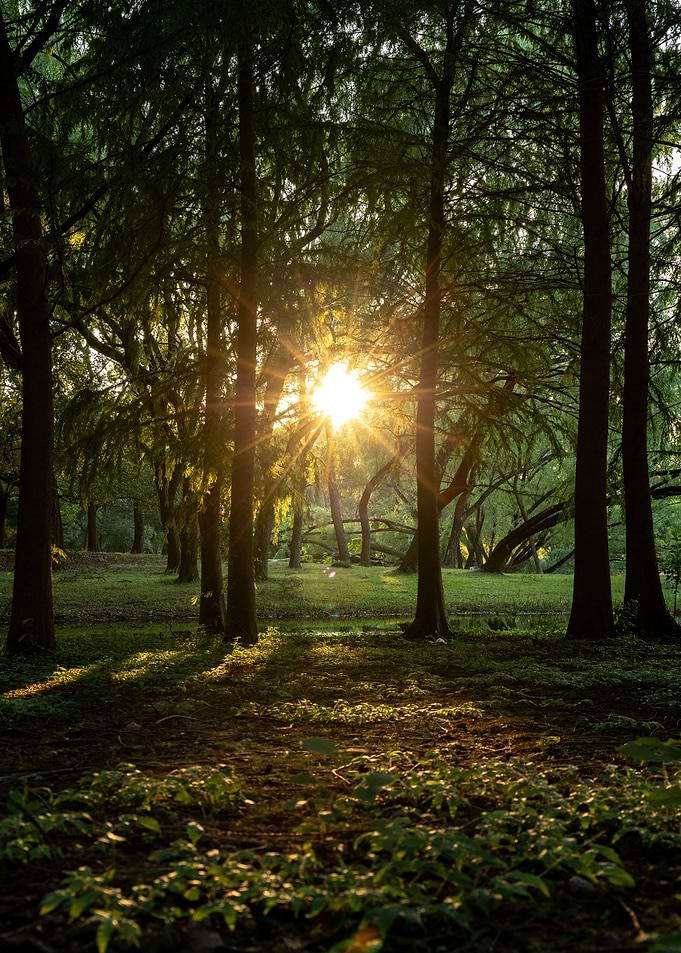 Forest Sunlight Nature