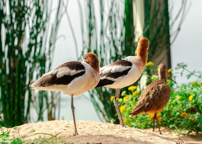 Bird