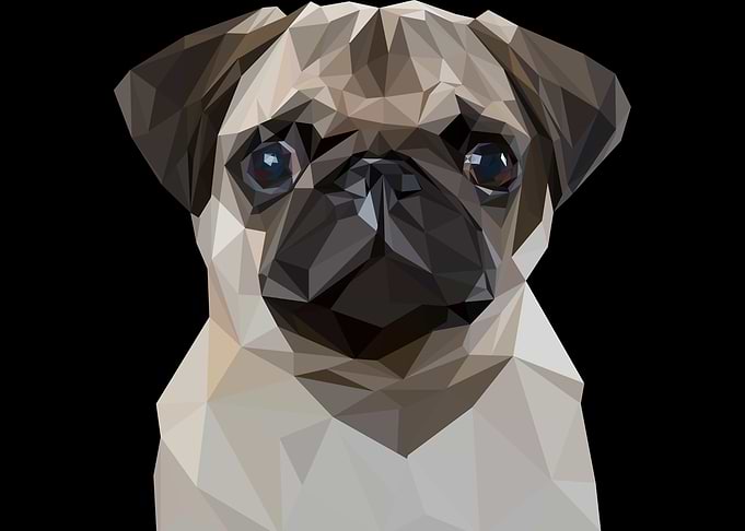 funny dog