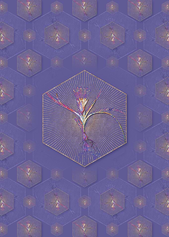 Ixia Recurva Pattern