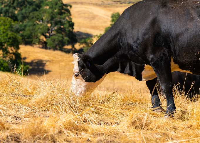 Cow