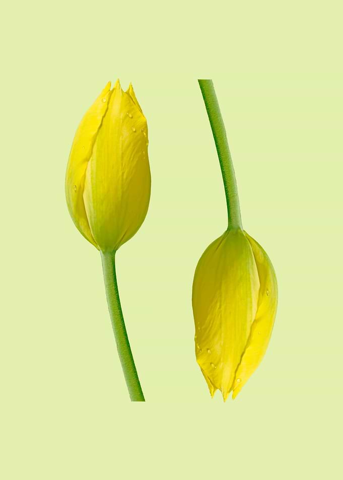 Two yellow tulips